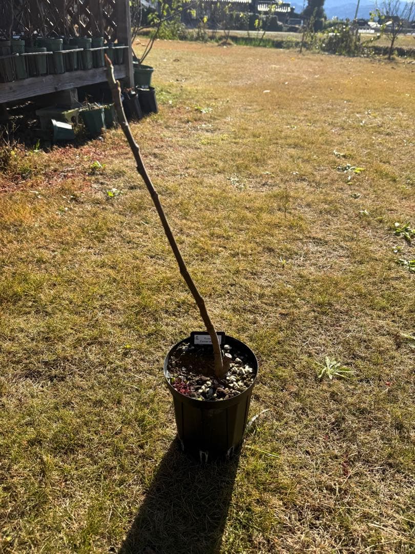 Rosa Esmeralda 剪定後発送 イチジク いちじく 穂木 苗