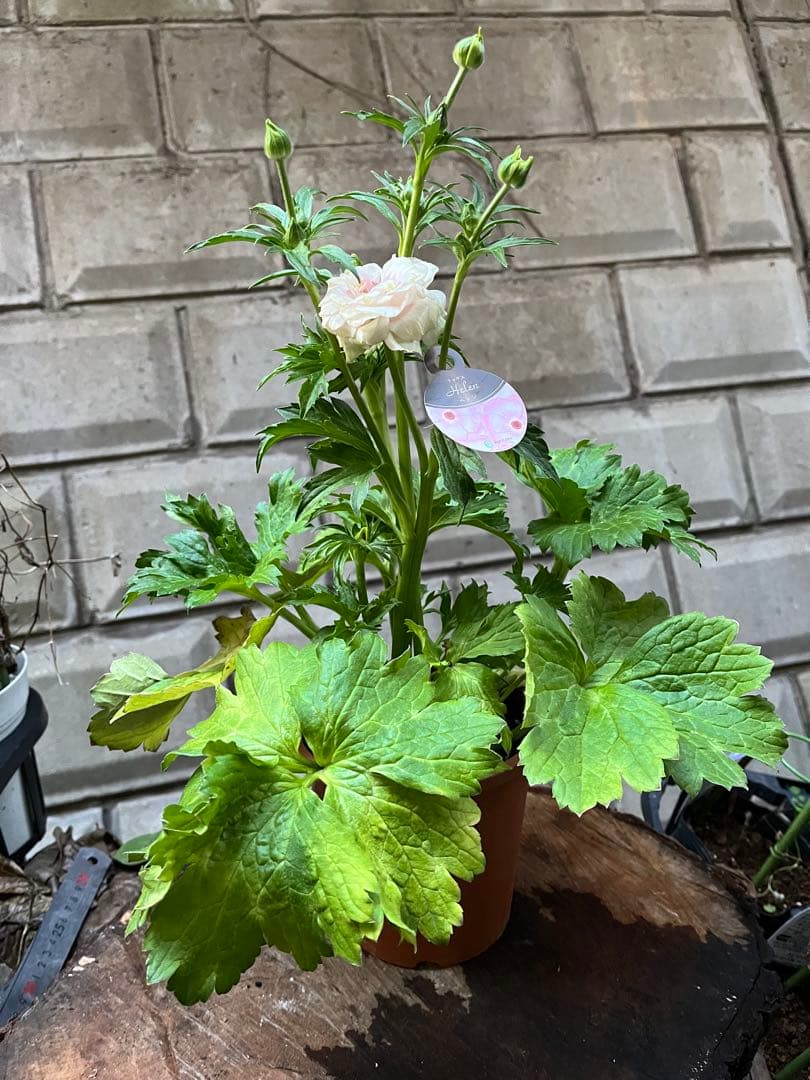 ラナンキュラスラックス苗.ヘレン．5号鉢ごと，来季用