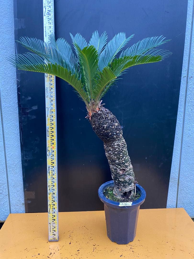 ソテツ　蘇鉄　8号鉢　116