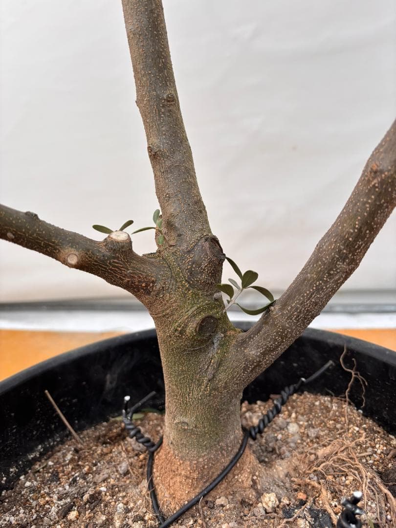 オリーブの木　ネバディロブランコ　約170cm　NO.2070　大型　人気　現品