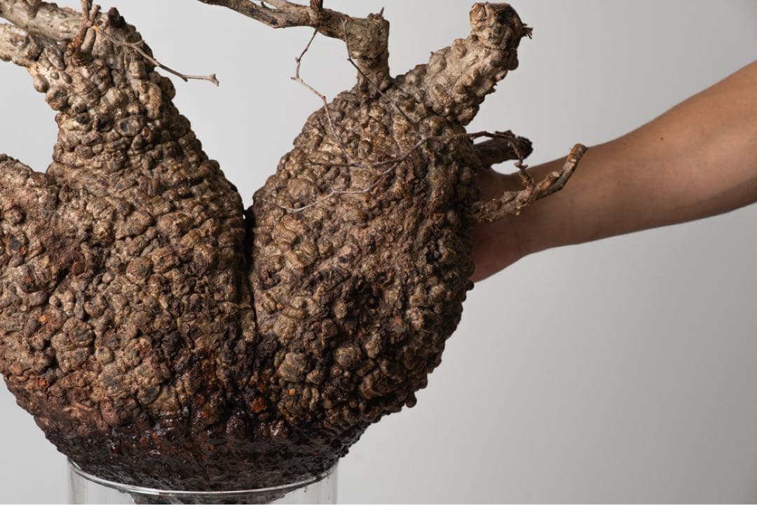 PK86オペルクリカリア パキプス コーデックス ベアルート株