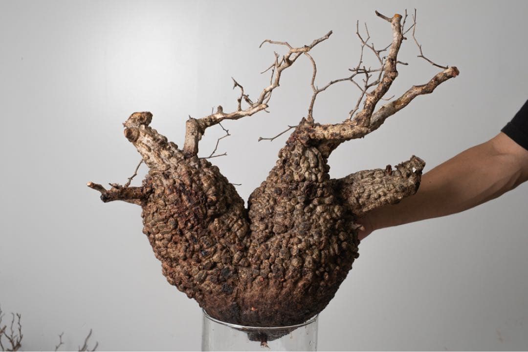 PK86オペルクリカリア パキプス コーデックス ベアルート株