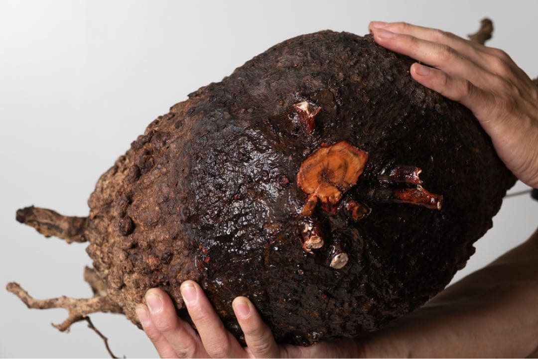 PK86オペルクリカリア パキプス コーデックス ベアルート株