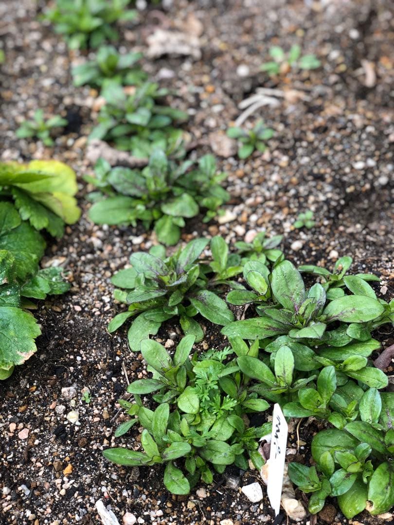 りんご様　ラークスパー　ご確認用