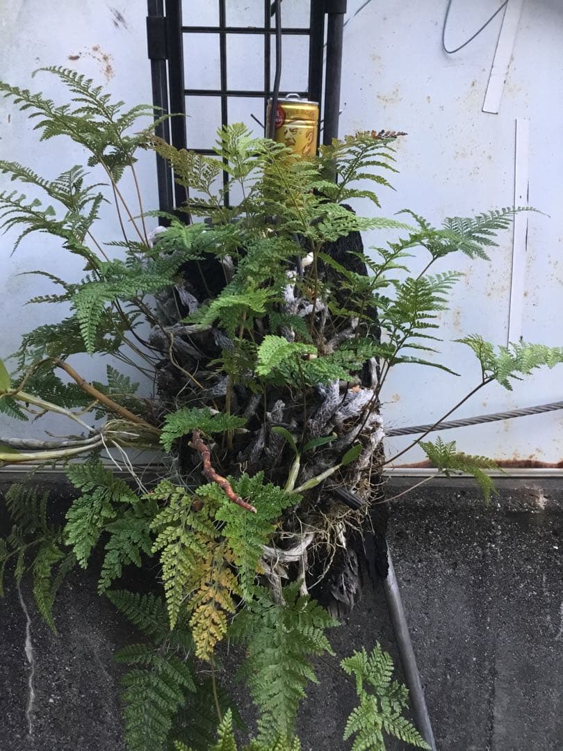 ヘゴ板付け　シノブ