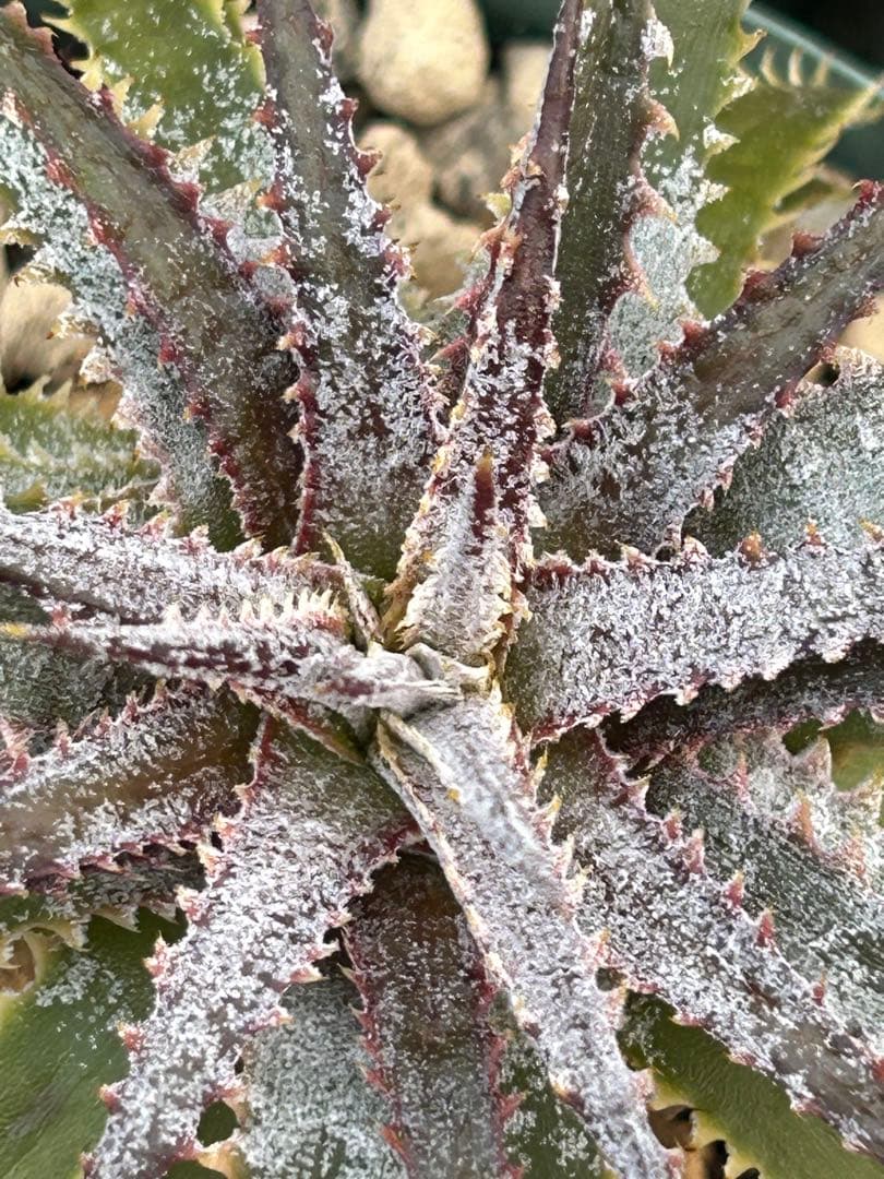 DBディッキア Dyckia Bill Baker hybrid #107