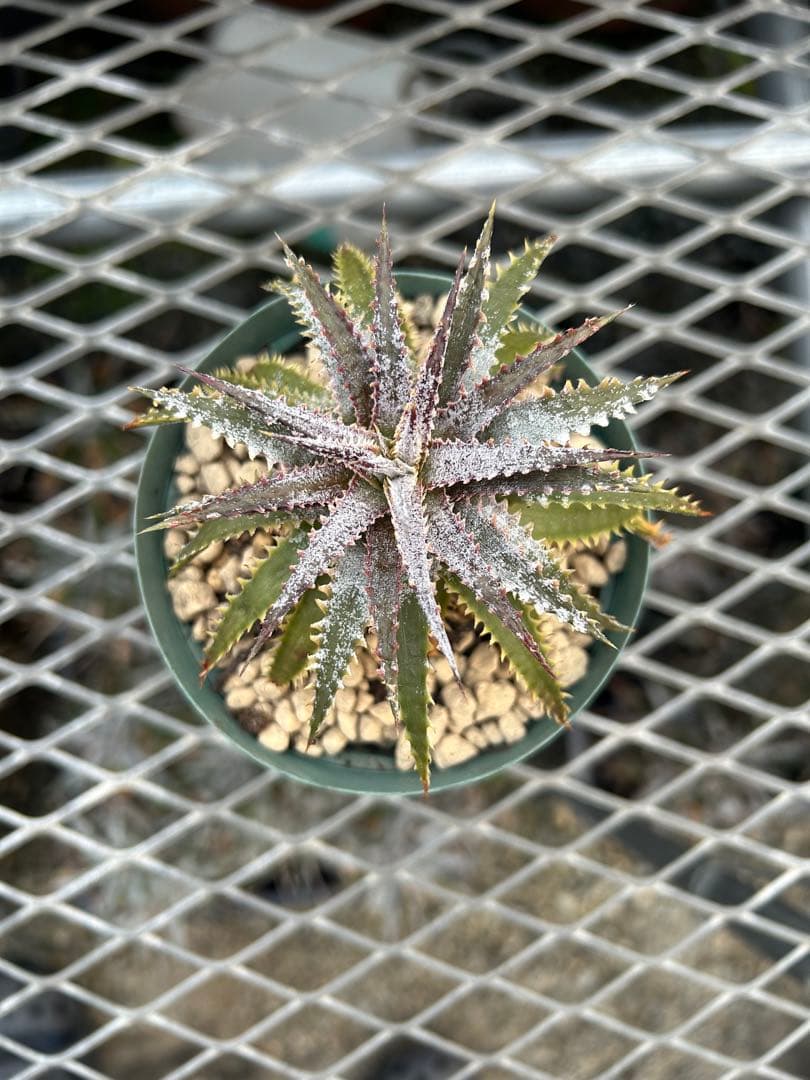 DBディッキア Dyckia Bill Baker hybrid #107
