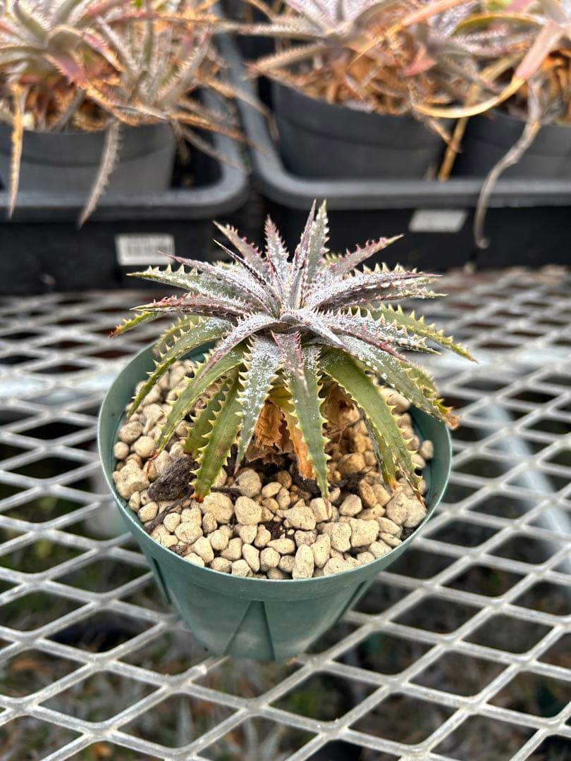 DBディッキア Dyckia Bill Baker hybrid #107