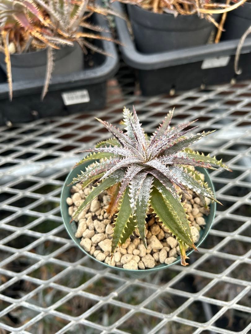 DBディッキア Dyckia Bill Baker hybrid #107