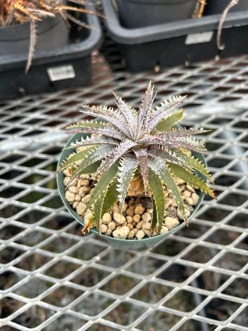 DBディッキア Dyckia Bill Baker hybrid #107
