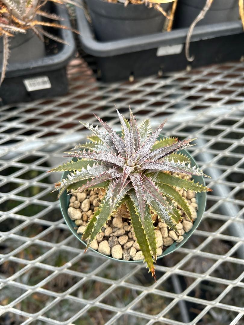 DBディッキア Dyckia Bill Baker hybrid #107
