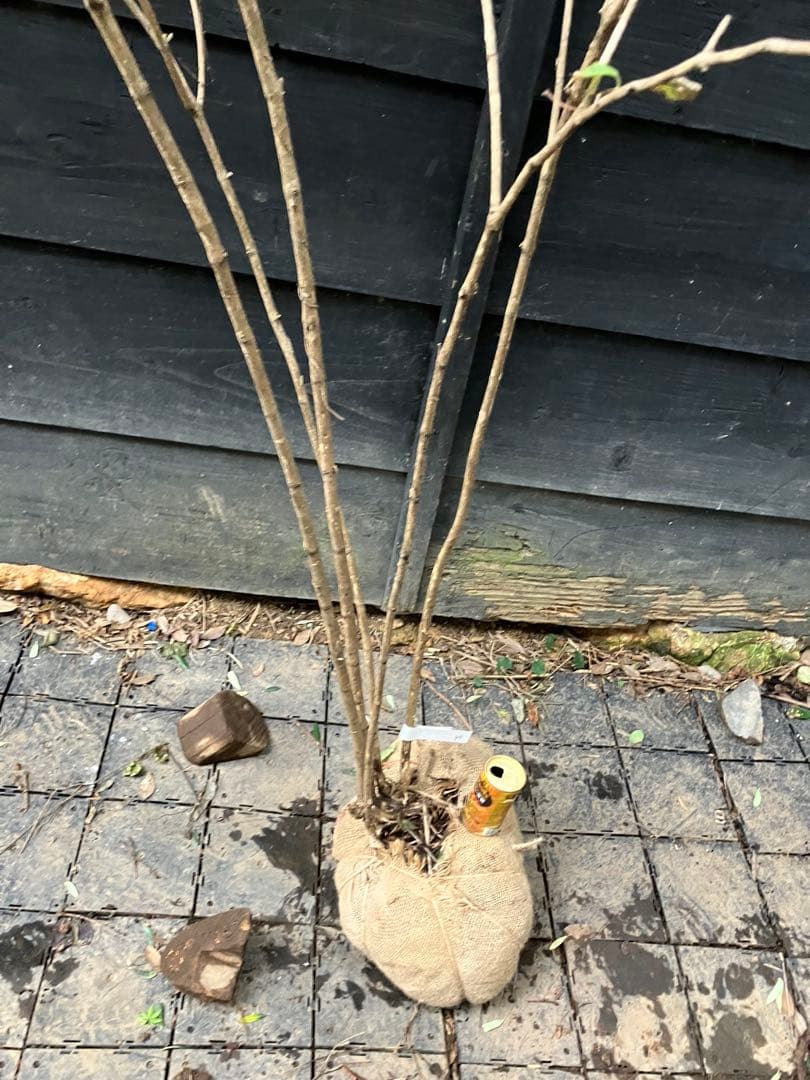 90 山採り　ウグイスカグラ