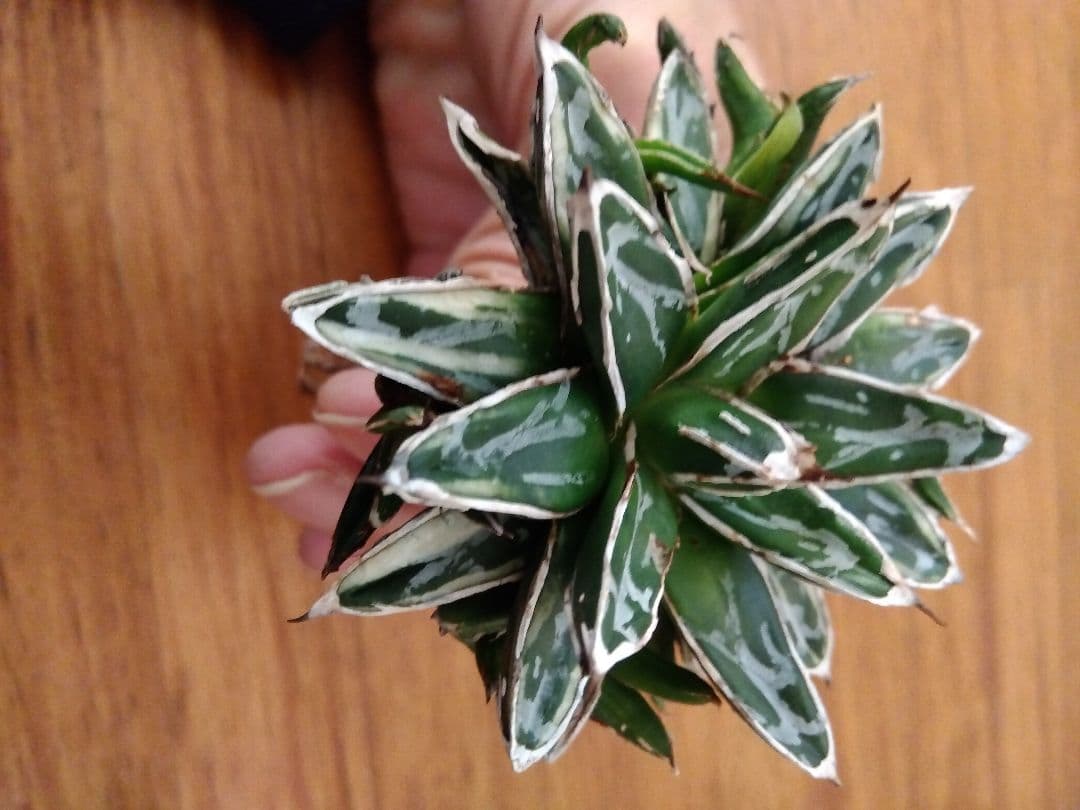 アガベ　姫笹の雪　白覆輪斑　親株＋子株6株つき❗　③