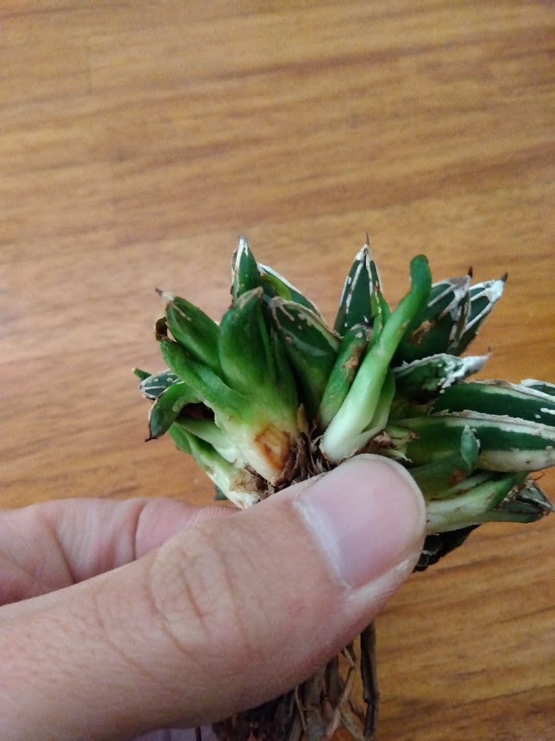 アガベ　姫笹の雪　白覆輪斑　親株＋子株6株つき❗　③