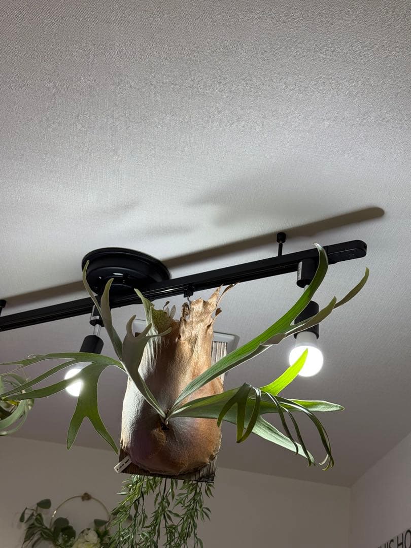 ビカクシダ White hawk （OC）直接引取り限定