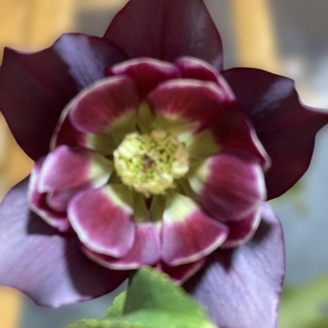 クリスマスローズ雅 八重咲き 紫