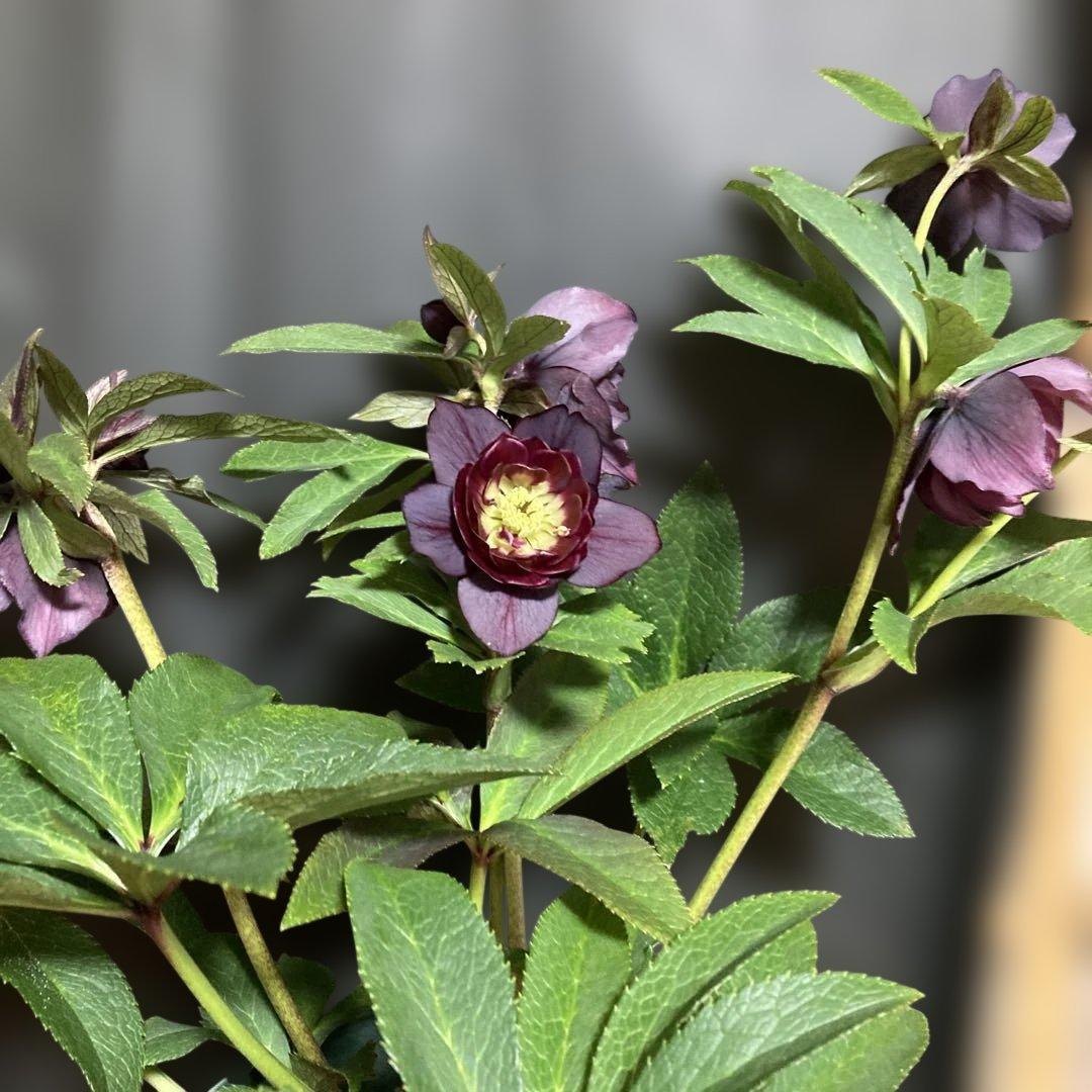 クリスマスローズ雅 八重咲き 紫