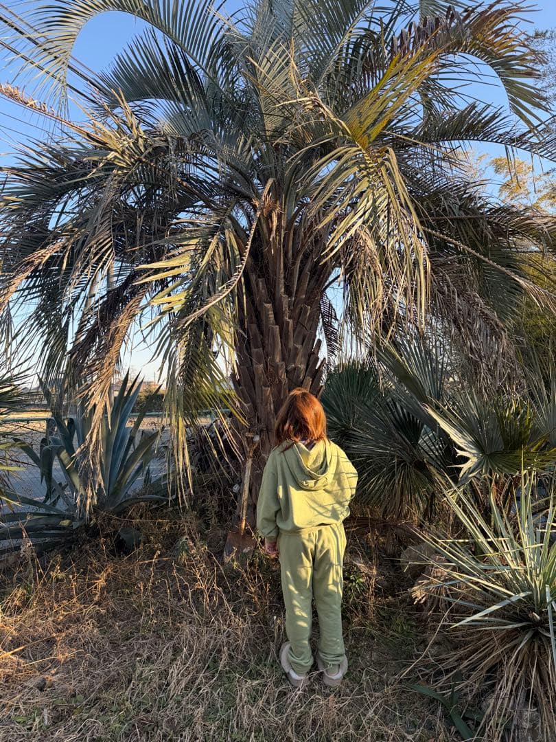 ココスヤシ　幹3.5から4m 葉先6m越