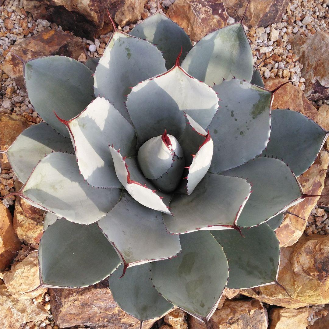 アガベ　パリートランカータ　スペイン産　38㎝