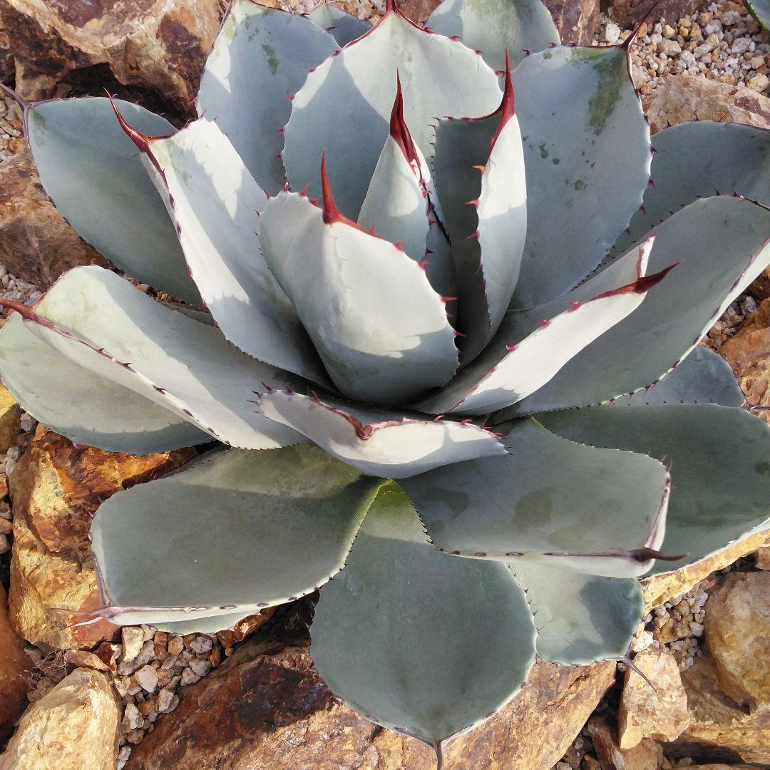 アガベ　パリートランカータ　スペイン産　38㎝