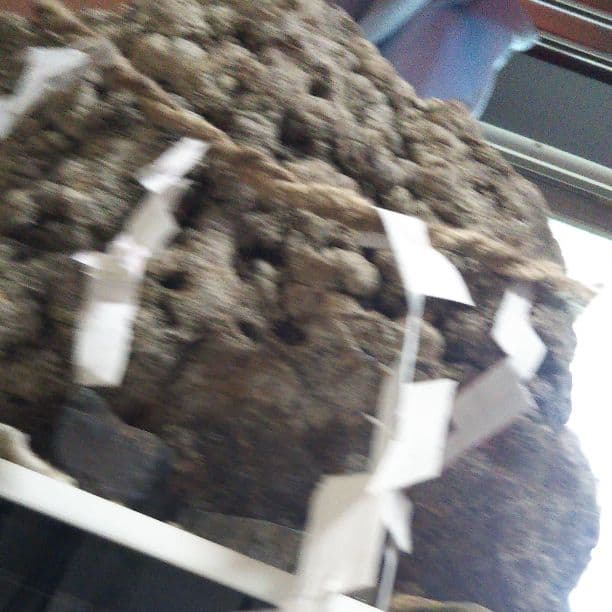 さざれ石。蛇石。