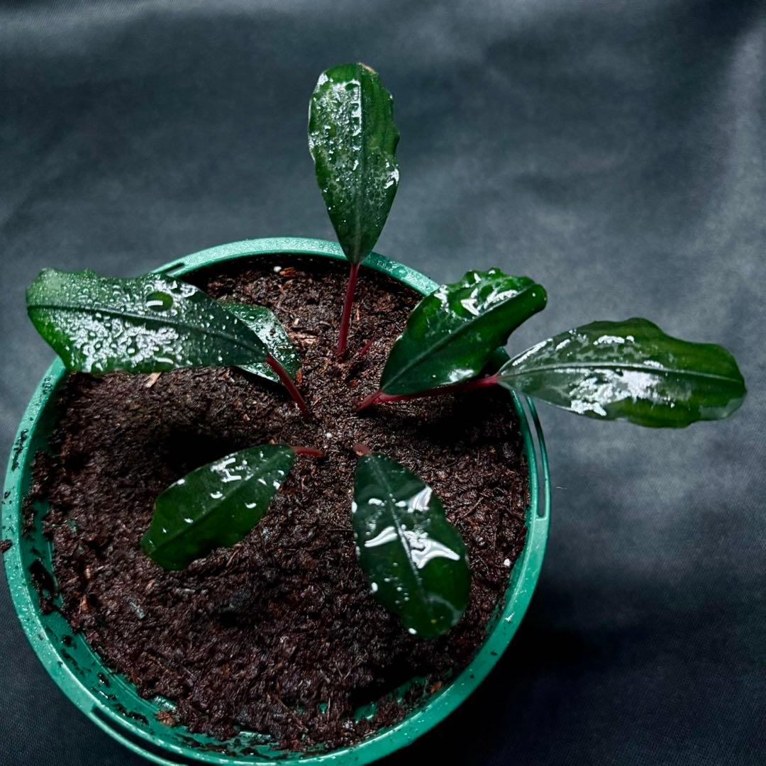 ブセファランドラsp.レッドレディー