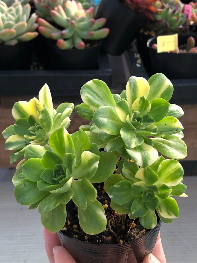 アエオニウム 蝶(chou)♡抜き苗