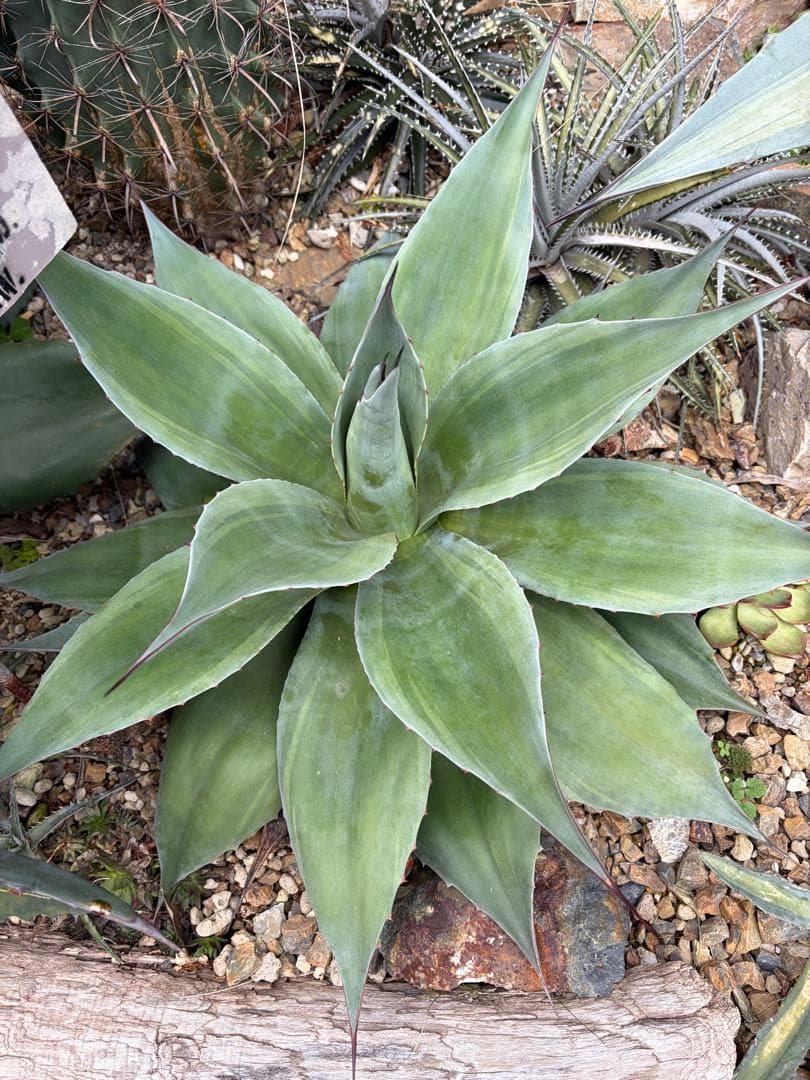 耐寒性アガベ オバティフォリア　バンジー斑入り大株ドライガーデン　オルカ　キラー