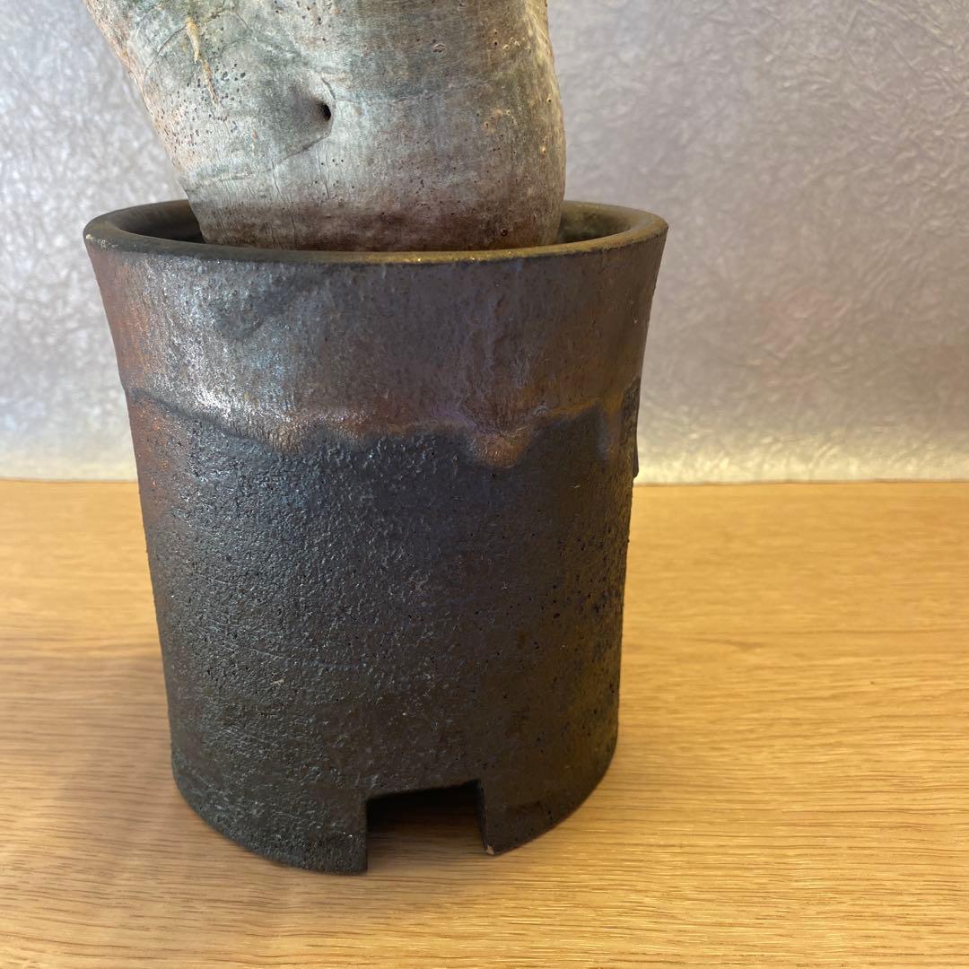 グラキリス多頭 美株 現地球