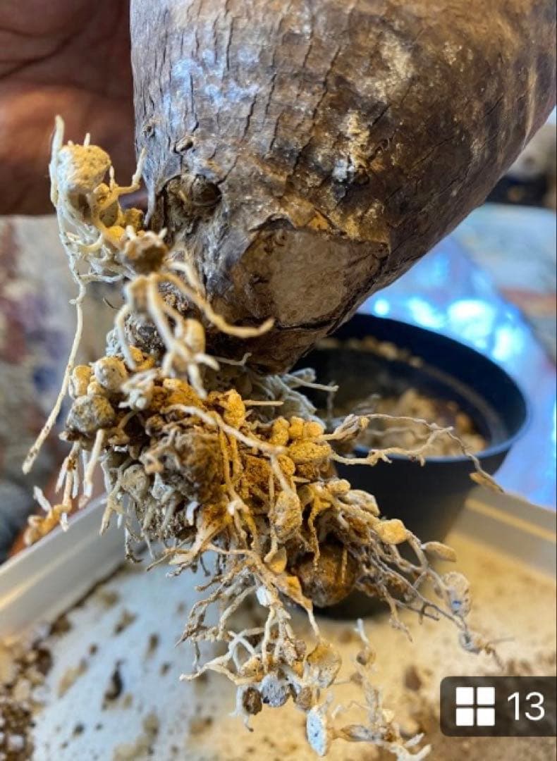 グラキリス多頭 美株 現地球