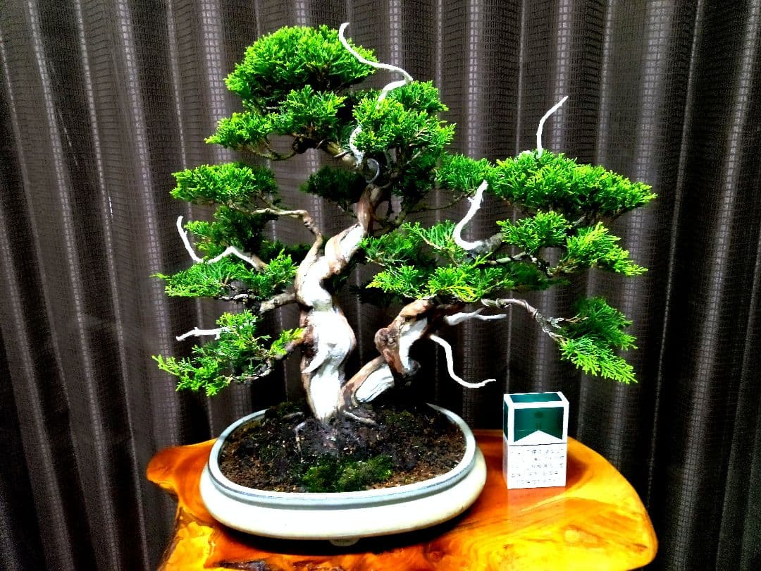 【中品　糸魚川真柏盆栽】　　　⭕気品ある一品です❗