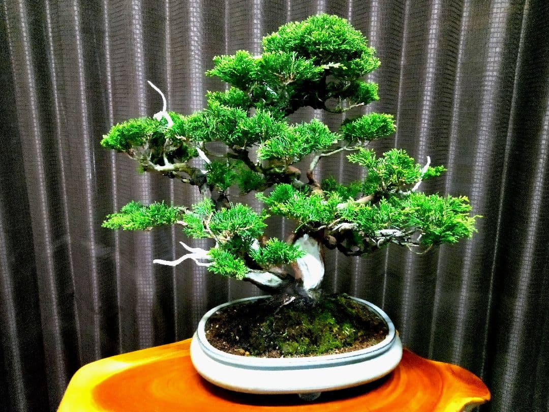 【中品　糸魚川真柏盆栽】　　　⭕気品ある一品です❗