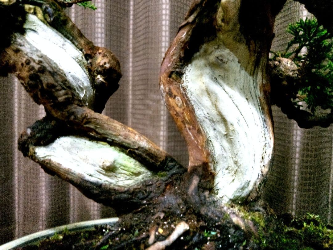 【中品　糸魚川真柏盆栽】　　　⭕気品ある一品です❗