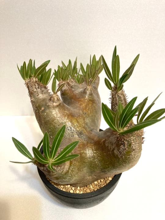 パキポディウム イノピナツム