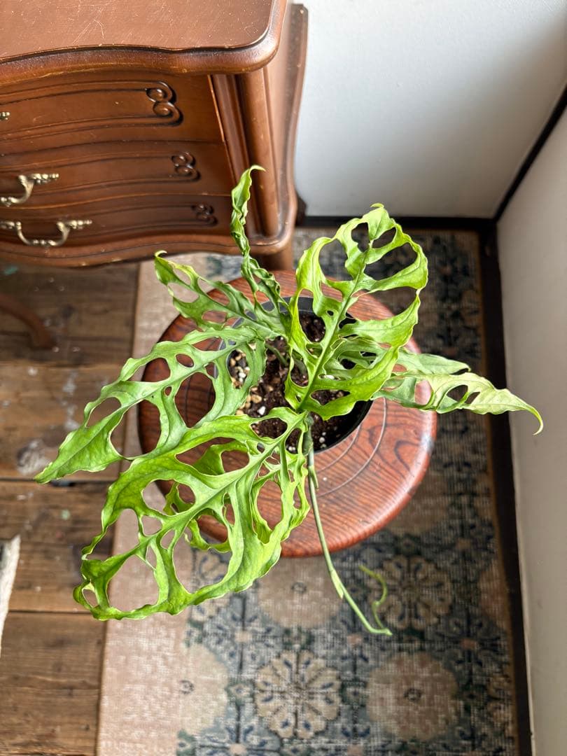 モンステラ オブリクアペルー 4号鉢 ①