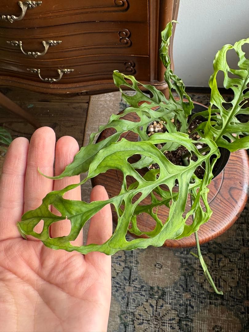 モンステラ オブリクアペルー 4号鉢 ①