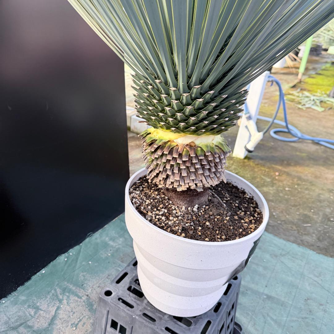 【AL1164】ユッカ　ロストラータ