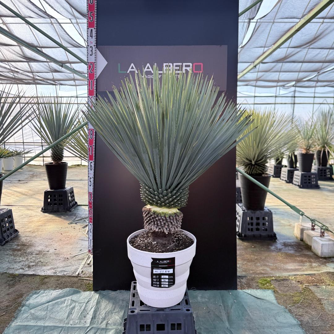 【AL1164】ユッカ　ロストラータ