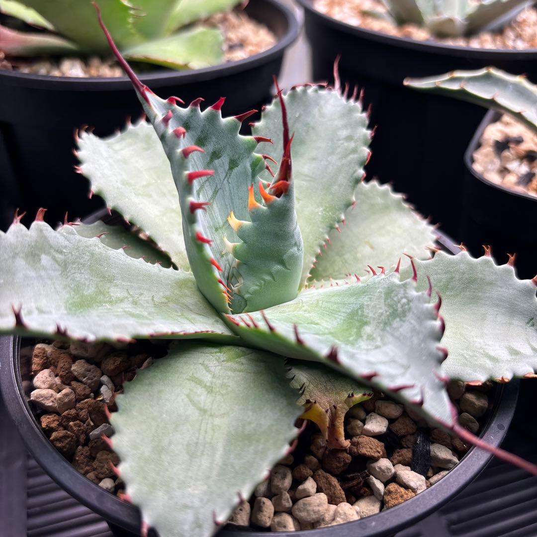 アガベ　フロスティクリスタル　イシパラ　ハイブリッド　イシスメンシス×パラサナ