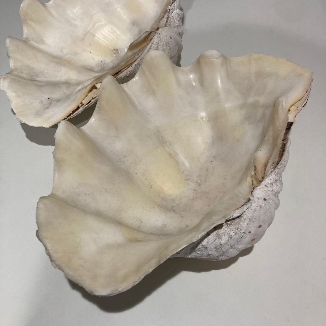 シャコ貝 オブジェ インテリア 36×20×27cm ヴィンテージ アンティーク