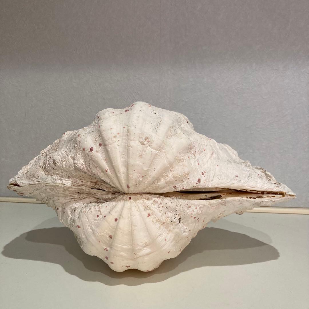 シャコ貝 オブジェ インテリア 36×20×27cm ヴィンテージ アンティーク