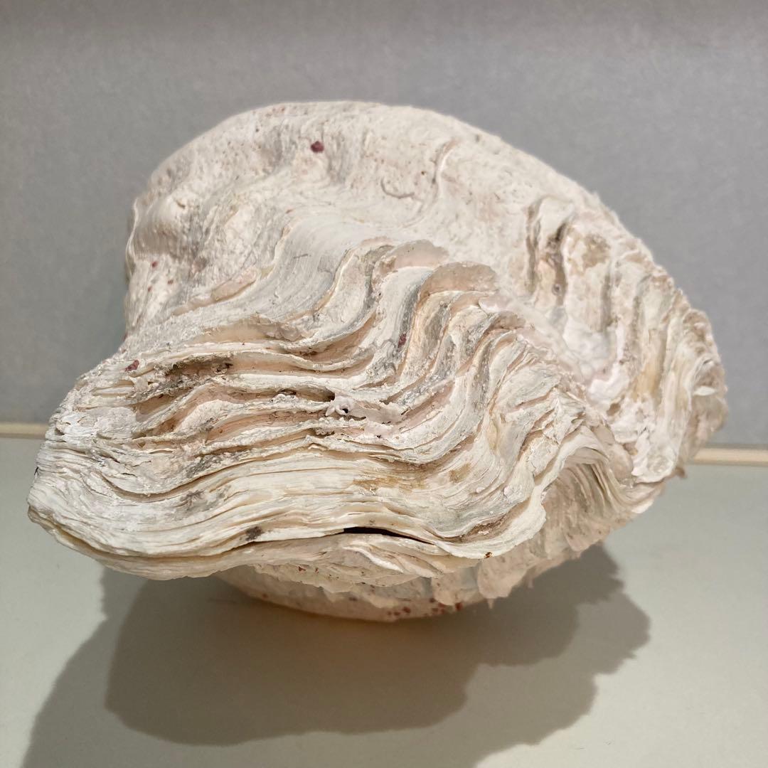 シャコ貝 オブジェ インテリア 36×20×27cm ヴィンテージ アンティーク