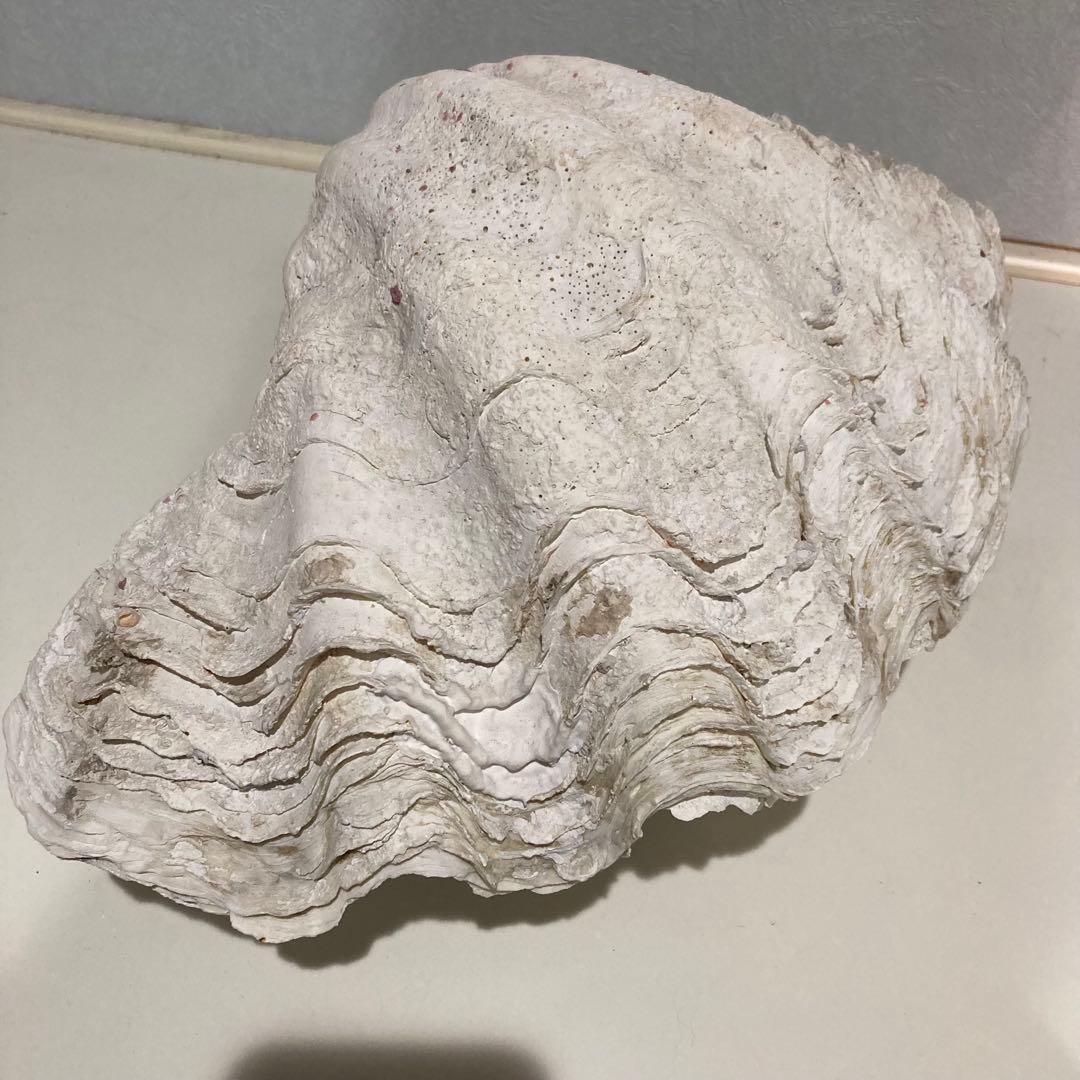 シャコ貝 オブジェ インテリア 36×20×27cm ヴィンテージ アンティーク