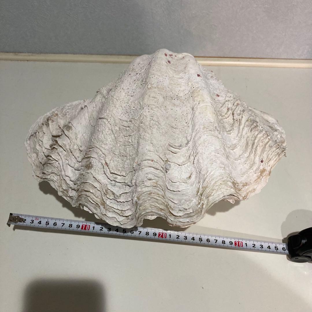 シャコ貝 オブジェ インテリア 36×20×27cm ヴィンテージ アンティーク