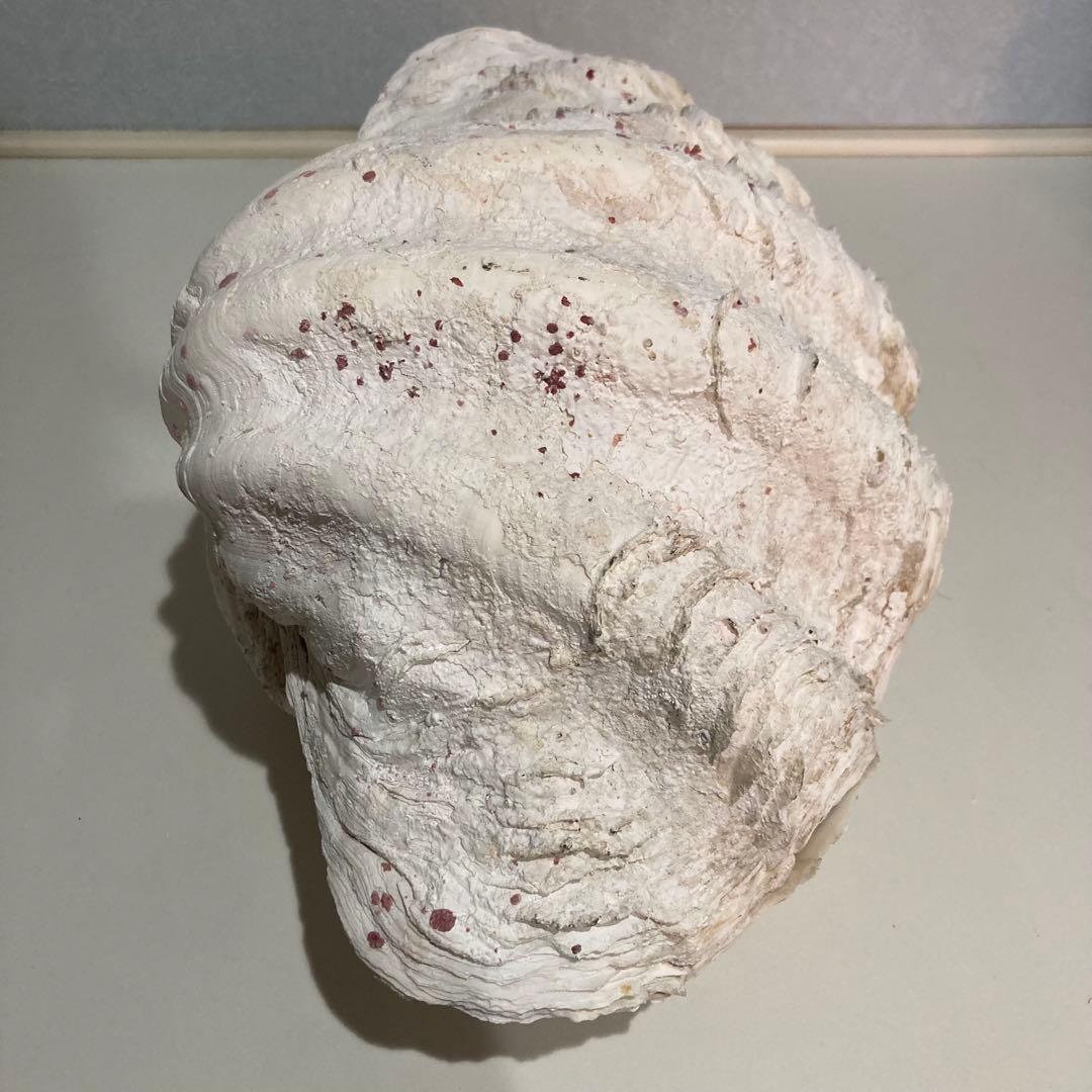 シャコ貝 オブジェ インテリア 36×20×27cm ヴィンテージ アンティーク