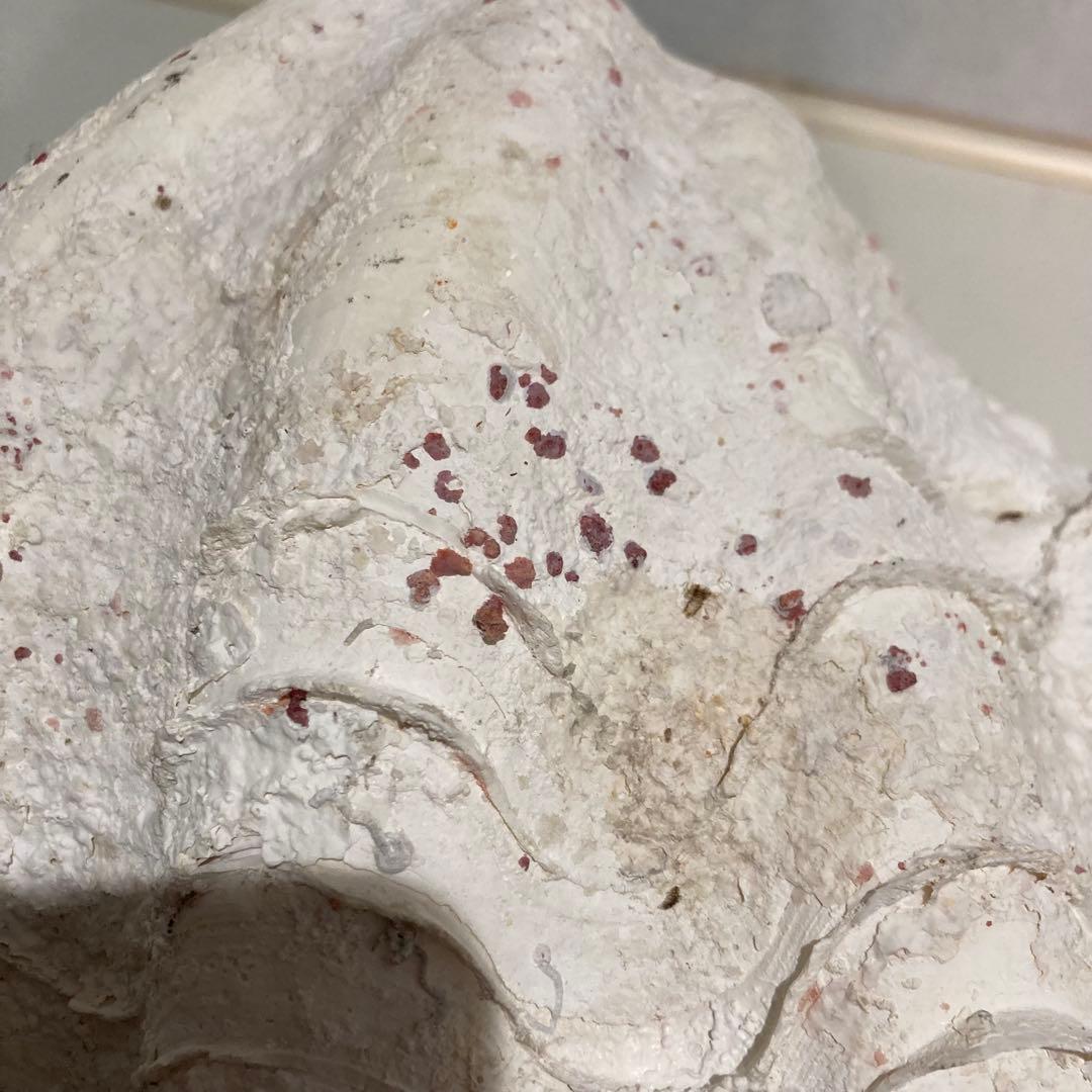 シャコ貝 オブジェ インテリア 36×20×27cm ヴィンテージ アンティーク