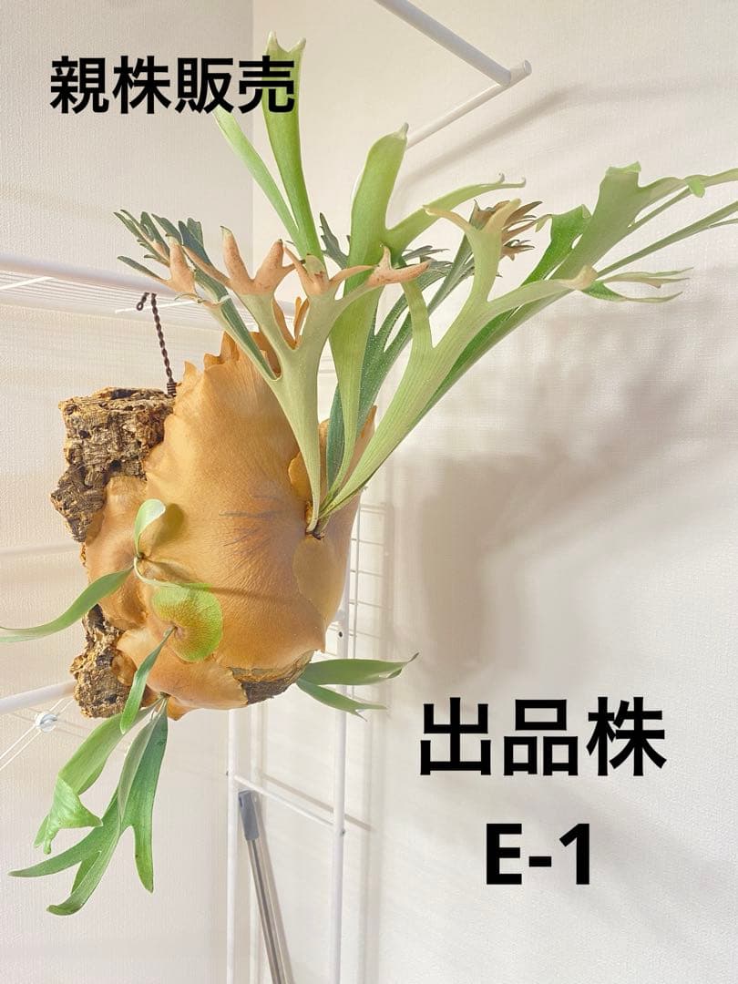 【親株販売】ビカクシダE-1 OC / P.bifur sp white/白ビフ