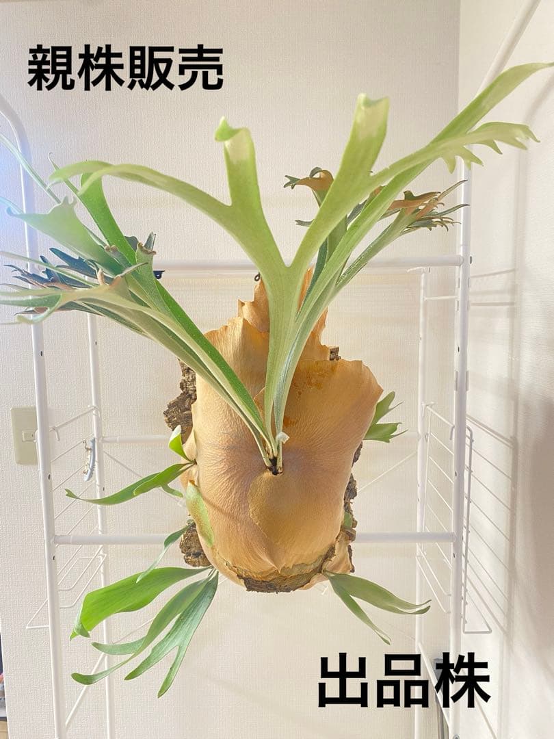 【親株販売】ビカクシダE-1 OC / P.bifur sp white/白ビフ