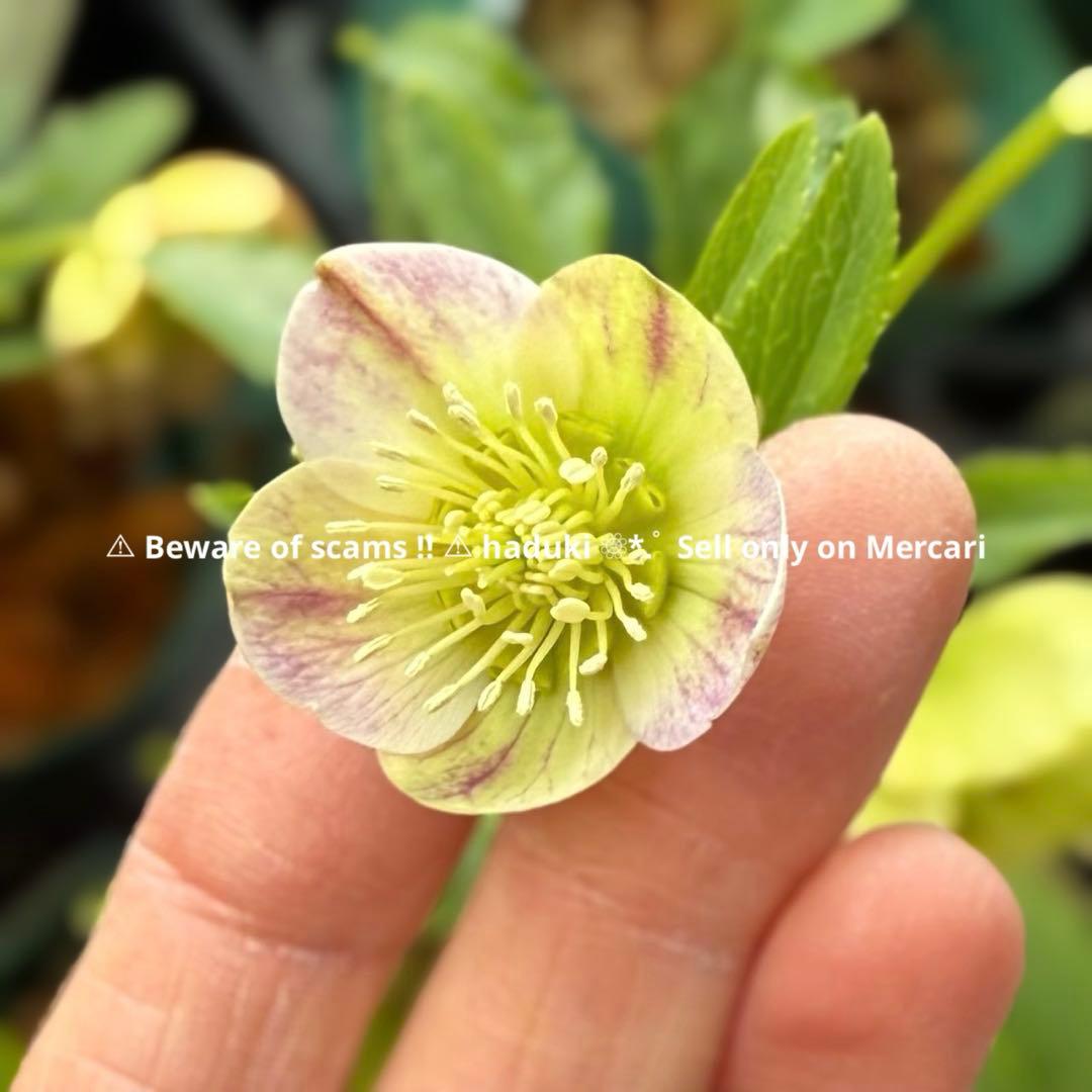 n*3様 ■㉖B4■ ラスト1点・昨シーズン株分け クリスマスローズ