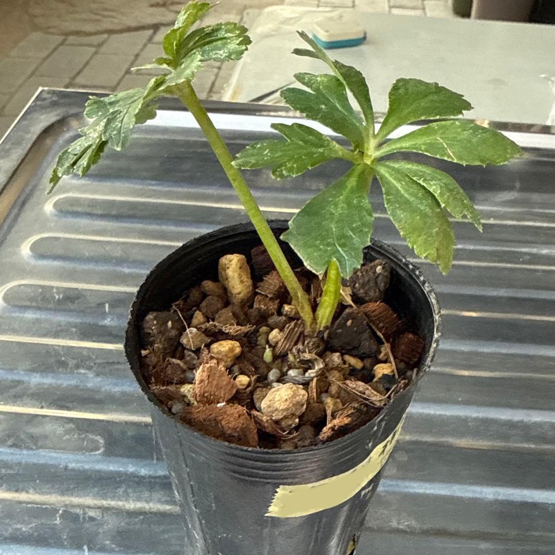 n*3様 ■㉖B4■ ラスト1点・昨シーズン株分け クリスマスローズ